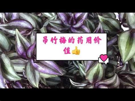 吊竹梅风水|吊竹梅風水：招財又旺宅